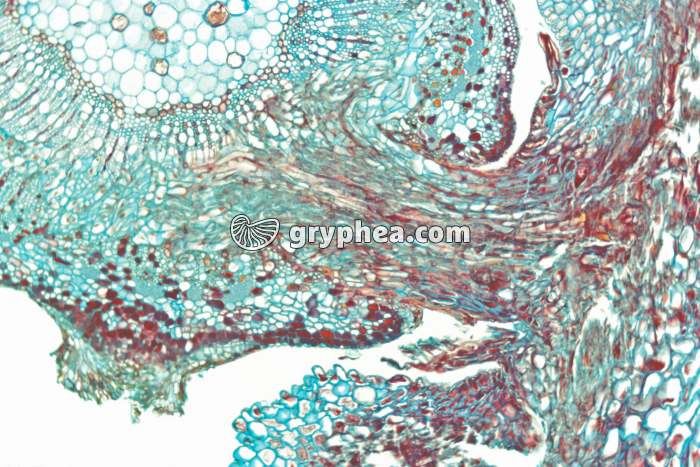 Cuscute parasitant une tige (suçoir) x15 - gryphea.com